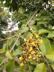 Pterocarpus marsupium
