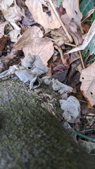 Auricularia polytricha