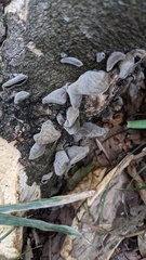 Auricularia polytricha