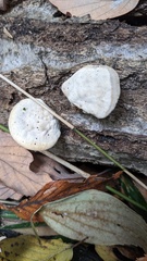 Trametes orientalis