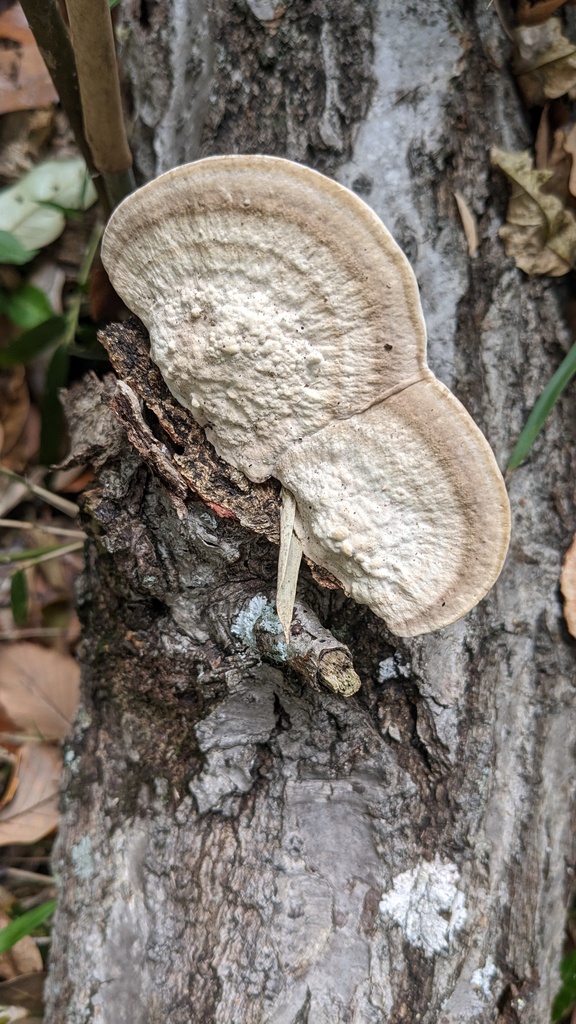 Trametes orientalis · December 2022 · photo: © atsushi_nakajima_cirque (iNaturalist, cc-by)