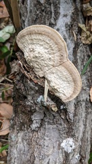 Trametes orientalis