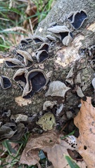 Auricularia polytricha
