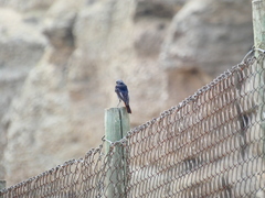 Phoenicurus ochruros