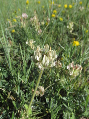 Oxytropis oxyphylla