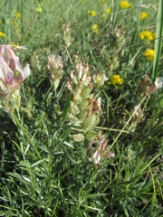 Oxytropis oxyphylla