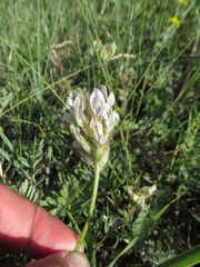 Oxytropis oxyphylla