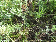 Oxytropis oxyphylla