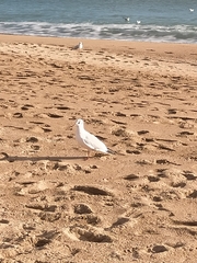 Chroicocephalus ridibundus