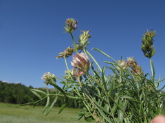 Oxytropis oxyphylla