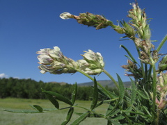 Oxytropis oxyphylla
