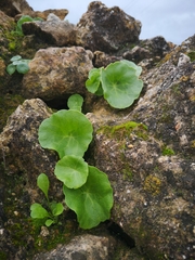 Umbilicus rupestris