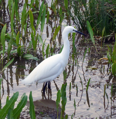 Egretta garzetta