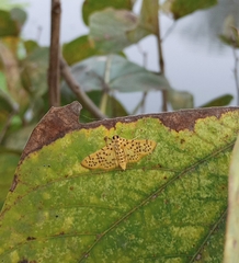 Conogethes punctiferalis