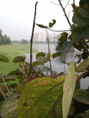 Conogethes punctiferalis