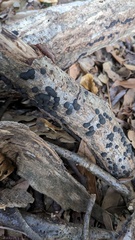 Annulohypoxylon truncatum