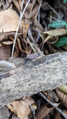 Hypoxylon