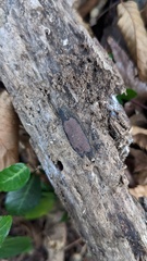 Hypoxylon