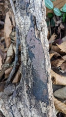 Hypoxylon