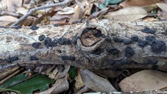 Annulohypoxylon truncatum