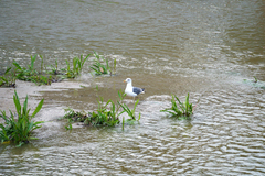 Larus fuscus