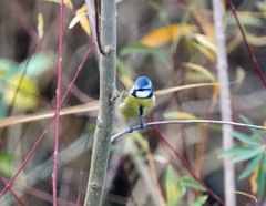 Cyanistes caeruleus