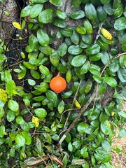 Ficus aurantiaca parvifolia