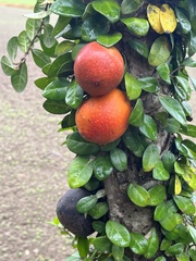 Ficus aurantiaca parvifolia