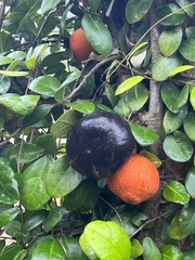 Ficus aurantiaca parvifolia