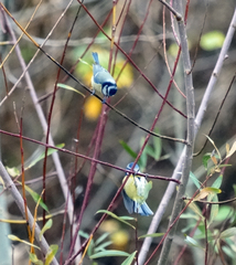Cyanistes caeruleus