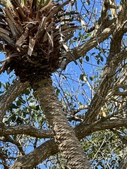 Parus minor commixtus