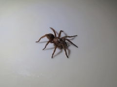 Stenoterommata platensis