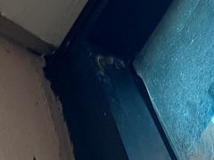 Lepidodactylus lugubris