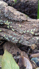 Chlorosplenium chlora