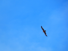 Milvus milvus