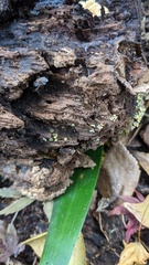 Chlorosplenium chlora