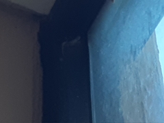 Lepidodactylus lugubris