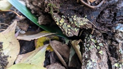 Chlorosplenium chlora