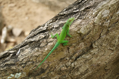 Anolis marmoratus