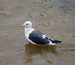 Larus fuscus
