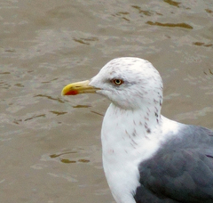 Larus fuscus