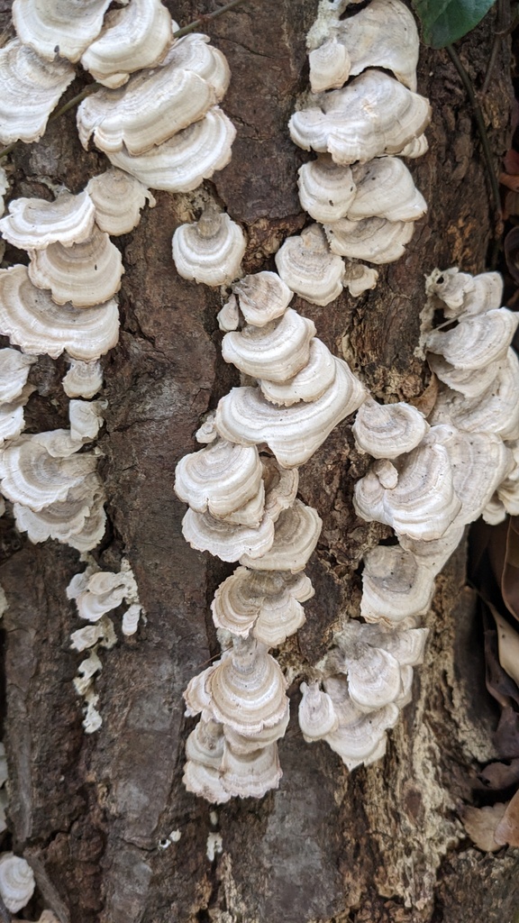 Trichaptum biforme · December 2022 · photo: © atsushi_nakajima_cirque (iNaturalist, cc-by)