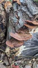 Fuscoporia gilva
