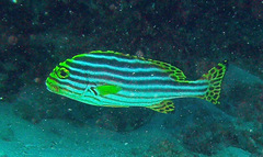 Plectorhinchus vittatus
