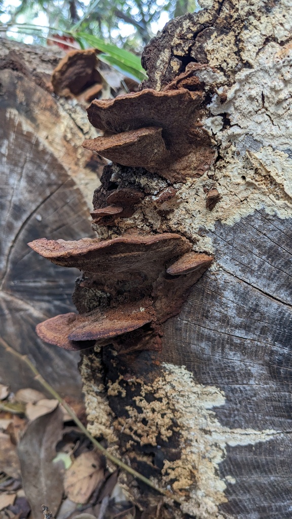 Fuscoporia gilva · December 2022 · photo: © atsushi_nakajima_cirque (iNaturalist, cc-by)