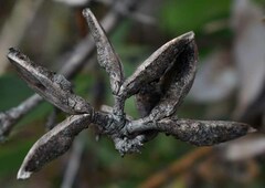 Hakea florulenta