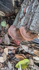 Fuscoporia gilva