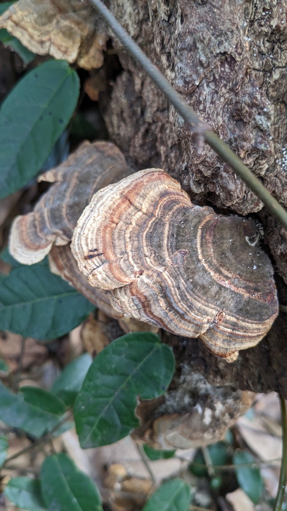 Microporus affinis · December 2022 · photo: © atsushi_nakajima_cirque (iNaturalist, cc-by)