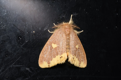 Euproctis quadrangularis