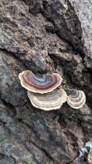 Microporus affinis